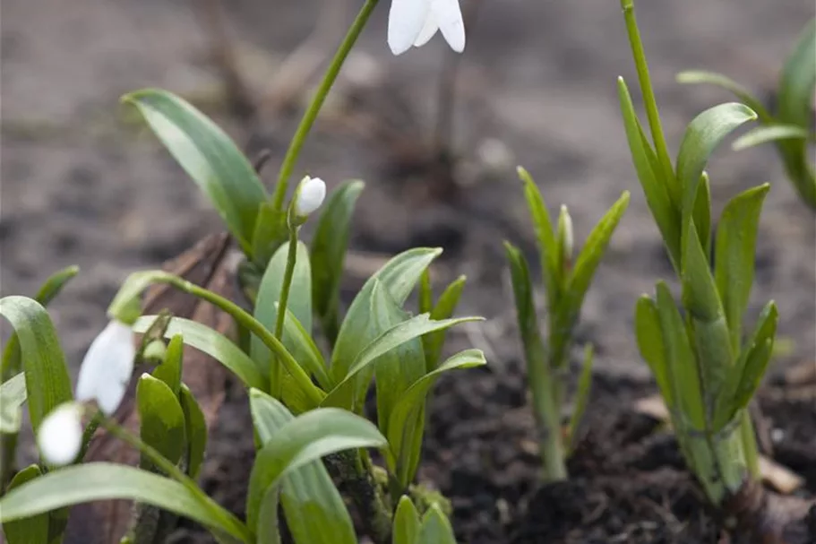 Galanthus nivalis 9 cm