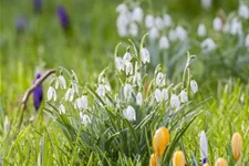 Galanthus nivalis 9 cm