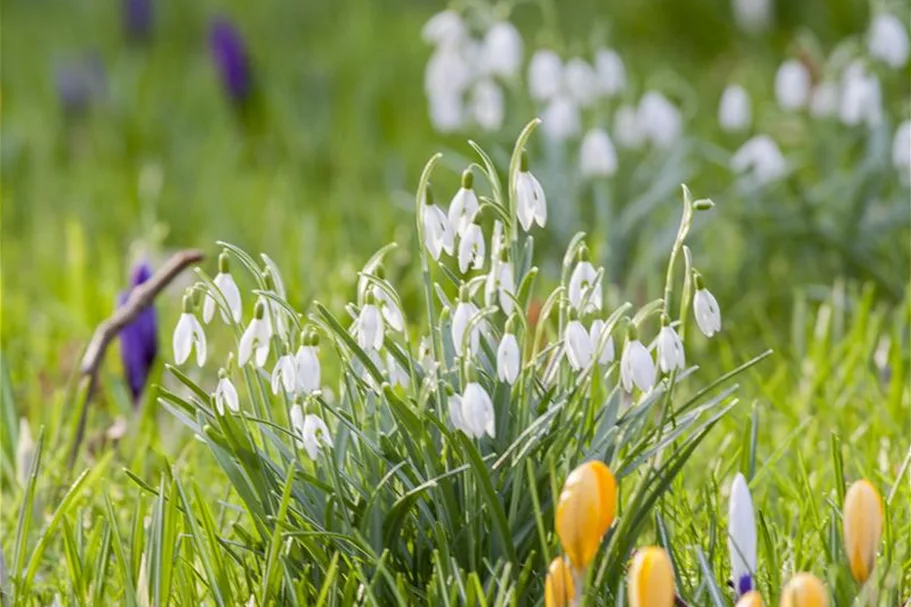 Galanthus nivalis 9 cm