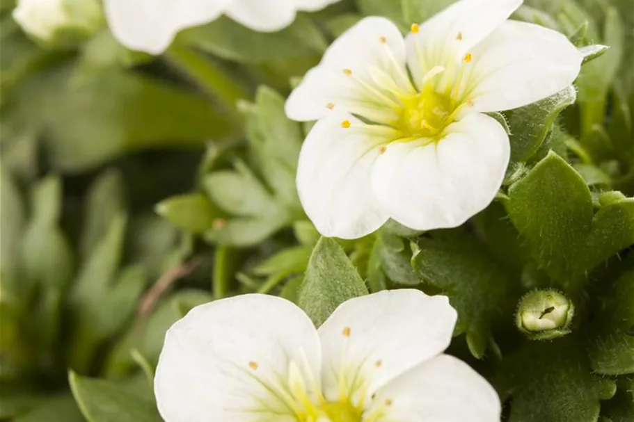 Garten-Moos-Steinbrech, Blüte weiß 11 cm