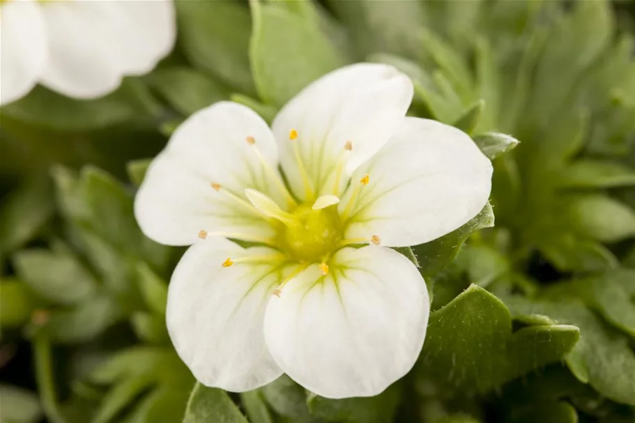 Garten-Moos-Steinbrech, Blüte weiß 11 cm