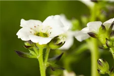 Garten-Moos-Steinbrech, Blüte weiß 11 cm