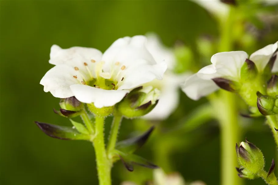 Garten-Moos-Steinbrech, Blüte weiß 11 cm