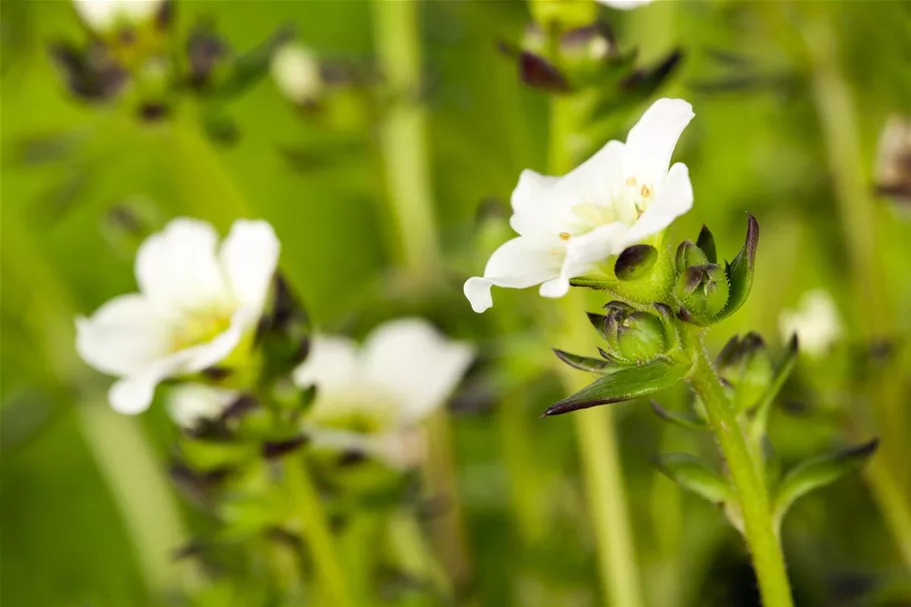 Garten-Moos-Steinbrech, Blüte weiß 11 cm