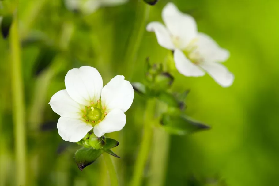 Garten-Moos-Steinbrech, Blüte weiß 11 cm