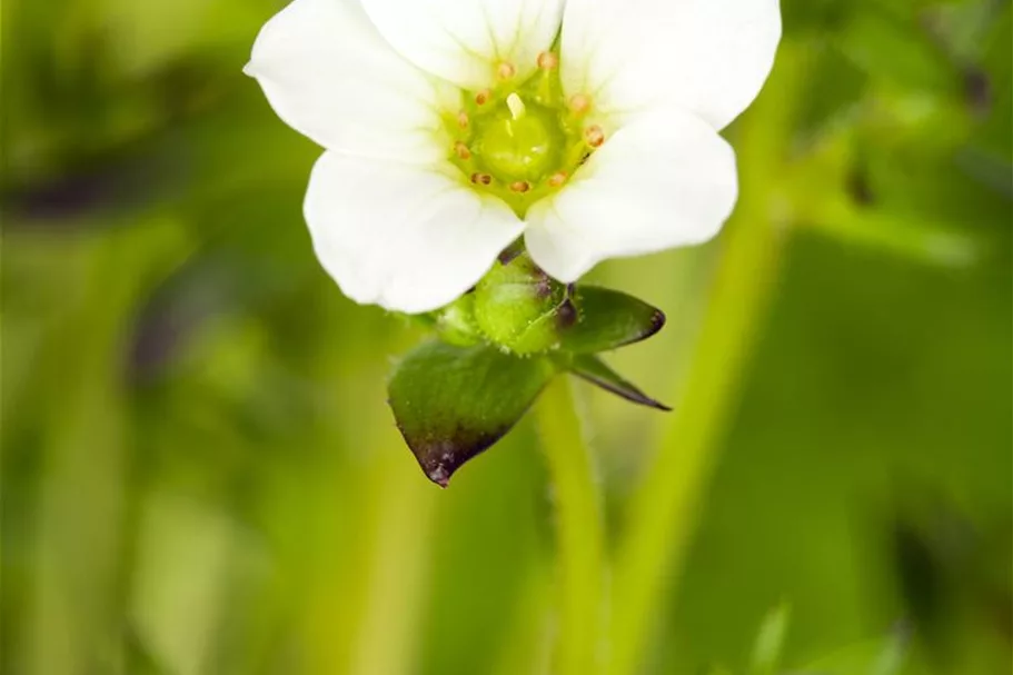 Garten-Moos-Steinbrech, Blüte weiß 11 cm