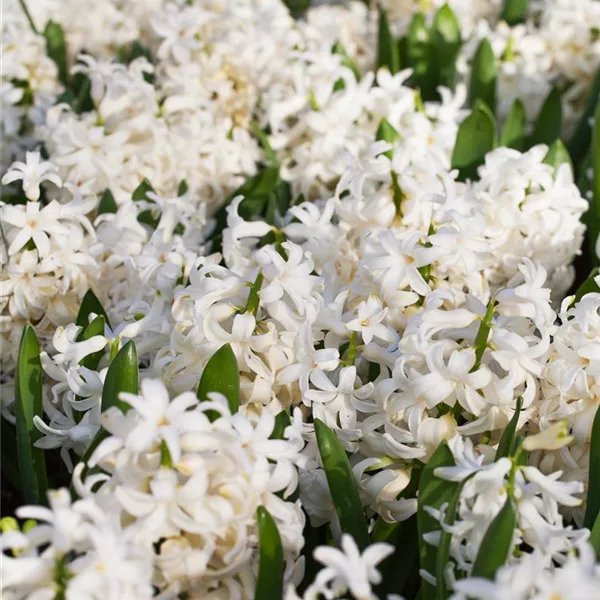 Hyazinthe 'White Pearl', weiß, 1 Zwiebel im Topf