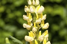 Hohe Lupine 'Camelot Yellow' 9 x 9 cm Topf 0,5 Liter