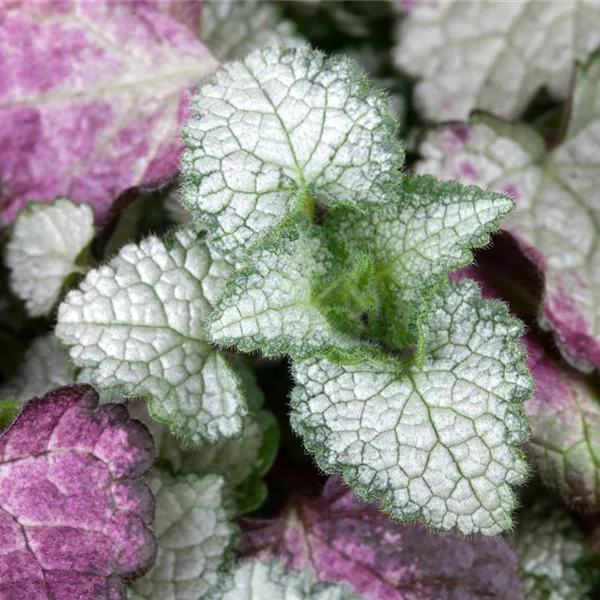 Gefleckte Taubnessel 'White Nancy'