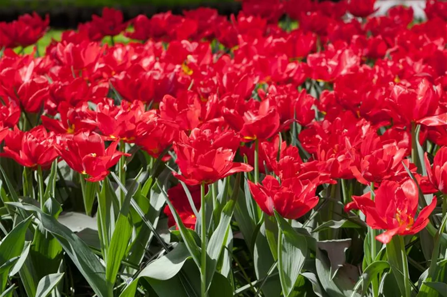 Tulpe 'Abba' 11 cm