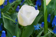 Tulpe 'Calgary' 11 cm