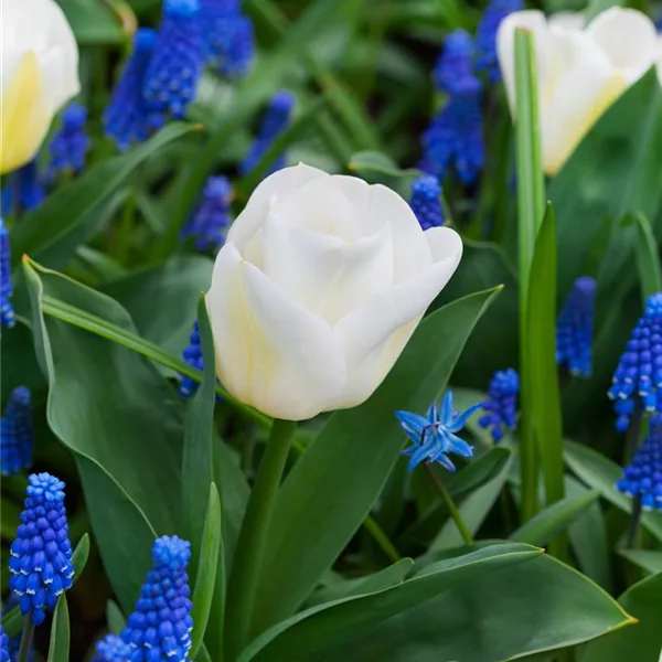 Tulpe 'Calgary'