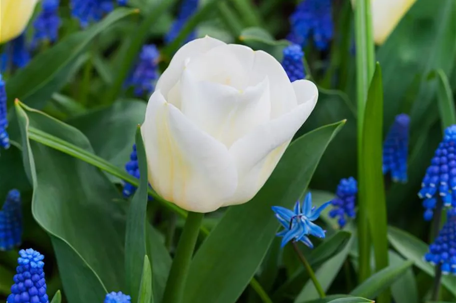 Tulpe 'Calgary' 11 cm