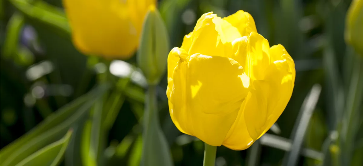 Tulpe 'Kikomachi' 11 cm