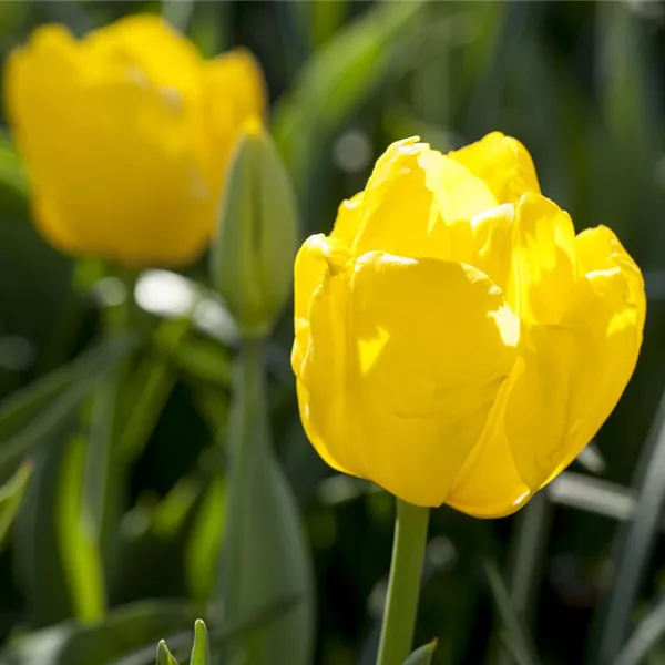 Tulpe 'Kikomachi'