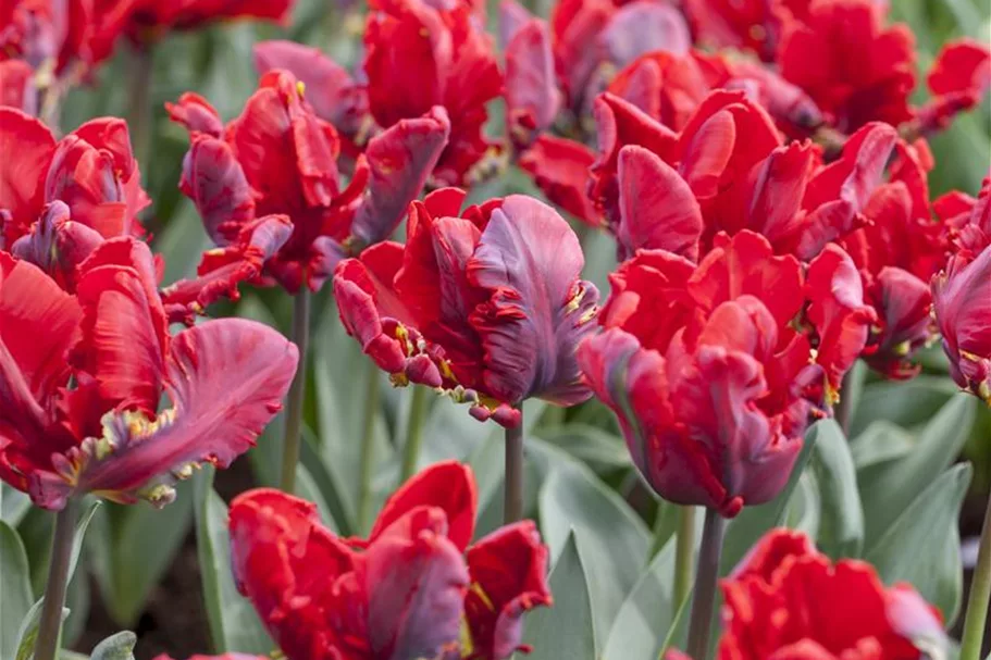 Tulpe 'Roccoco' 11 cm