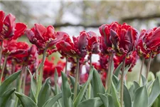 Tulpe 'Roccoco' 11 cm