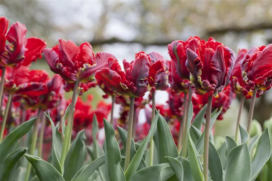 Tulpe 'Roccoco' 11 cm