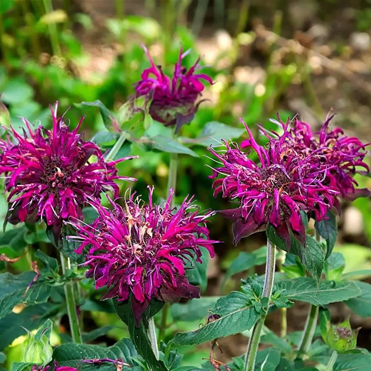 Indianernessel - Monarda - Staude des Jahres 2023