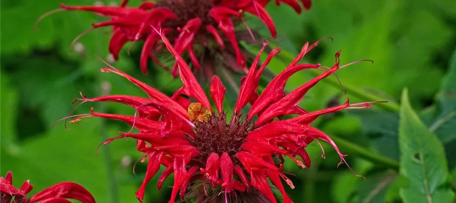 Goldmelisse, Bienenbalsam, Indianernessel und noch mehr: Das alles ist Monarda!