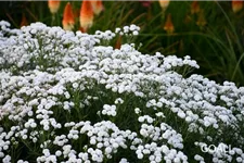 Achillea ptarmica 'Peter Cottontail' -R- 9 x 9 cm Topf 0,5 Liter 