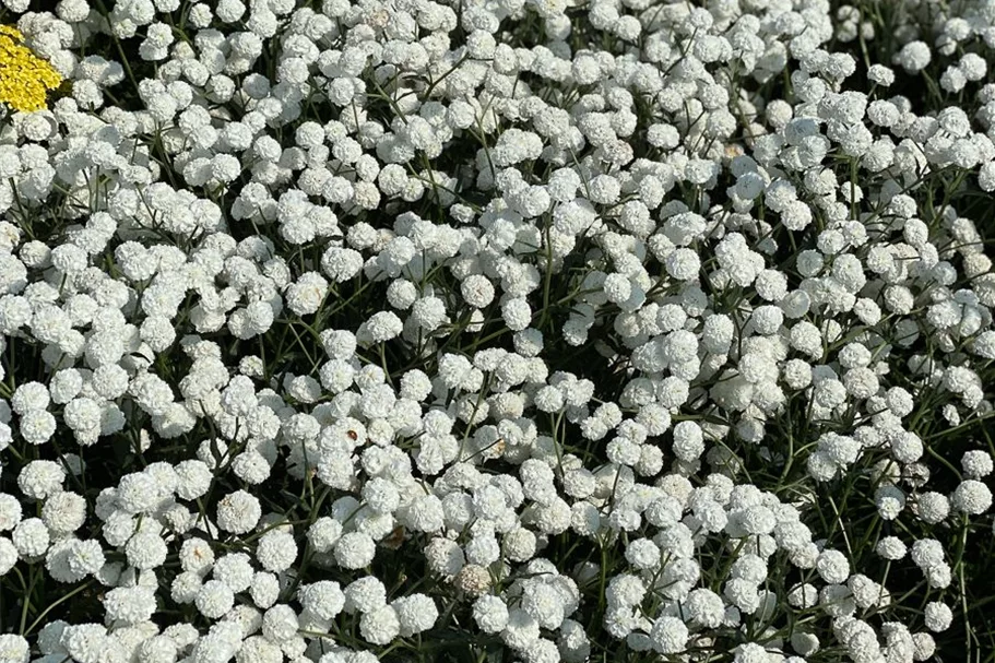 Achillea ptarmica 'Peter Cottontail' -R- 9 x 9 cm Topf 0,5 Liter 