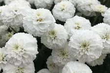 Achillea ptarmica 'Peter Cottontail' -R- 9 x 9 cm Topf 0,5 Liter 