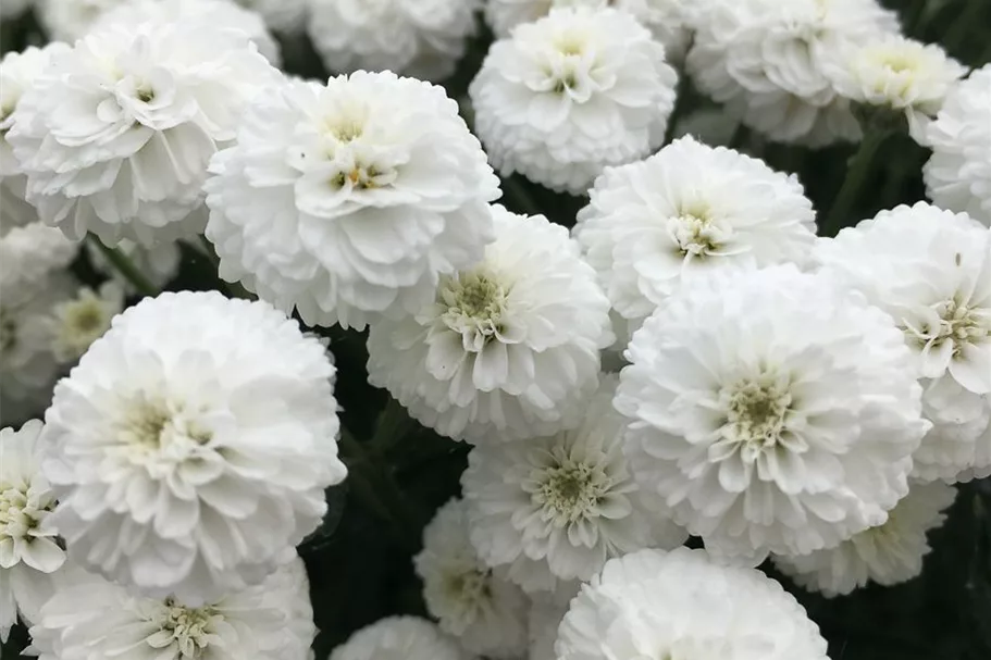 Achillea ptarmica 'Peter Cottontail' -R- 9 x 9 cm Topf 0,5 Liter 