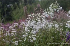 Afrika-Schmucklilie 'Glacier Stream' 1,3 Liter Topf