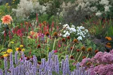 Agastache rugosa 9 x 9 cm Topf 0,5 Liter