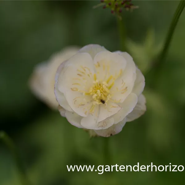 Garten-Trollblume 'New Moon'