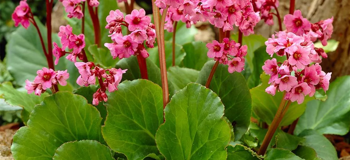 Bergenie 'Morgenröte' 1 Liter Topf