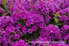 Gedrungene Flammenblume 'Purple Flame' 1 Liter Topf