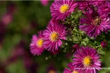 Glattblatt-Aster 'Crimson Brocade' 1 Liter Topf