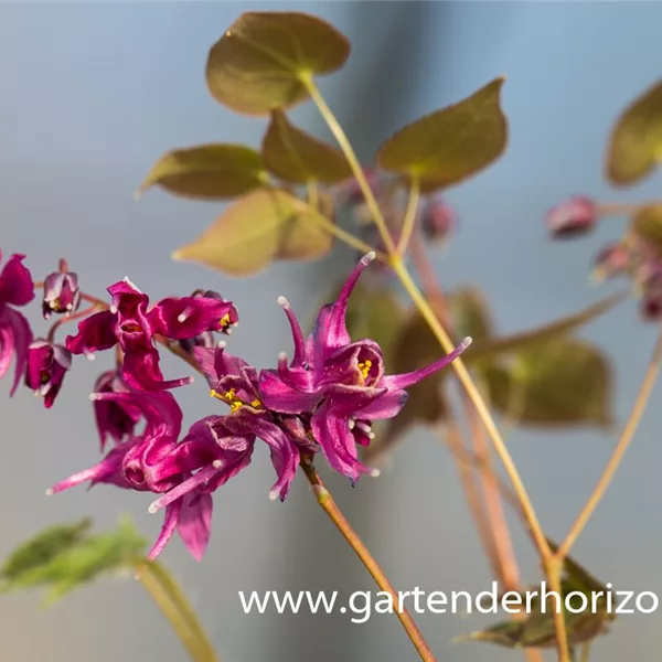 Großblütige Elfenblume 'Rose Queen'