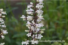 Fingerhutförmiger Bartfaden 'Husker' 1 Liter Topf