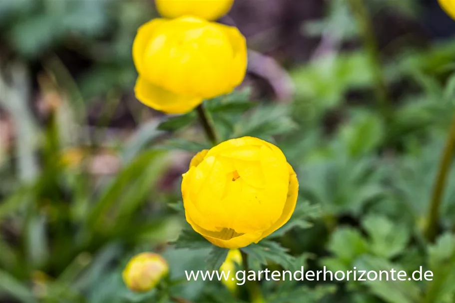 Europäische Trollblume 'Lemon Supreme' 1 Liter Topf