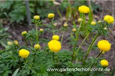 Europäische Trollblume 'Lemon Supreme' 1 Liter Topf