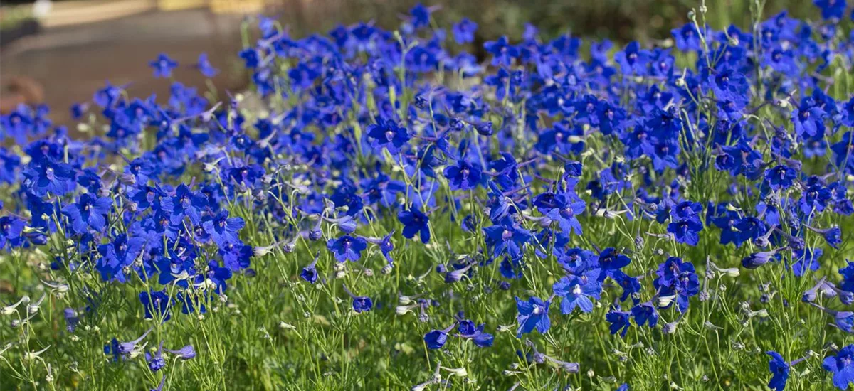 Großblütiger Zwerg-Rittersporn 'Blauer Zwerg' 1 Liter Topf