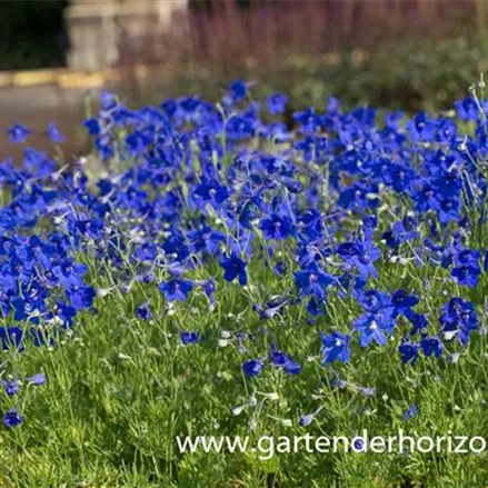 Großblütiger Zwerg-Rittersporn 'Blauer Zwerg'