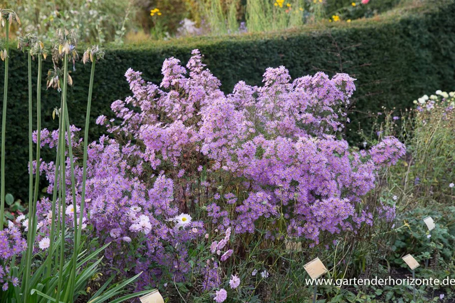 Myrten-Aster 'Esther' 9 x 9 cm Topf 0,5 Liter