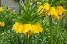 Kaiserkrone 'Lutea Maxima' 2 Liter Topf