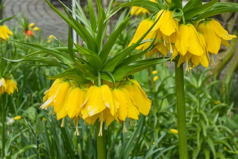 Kaiserkrone 'Lutea Maxima' 2 Liter Topf