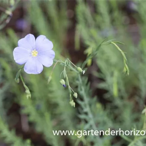 Linum perenne