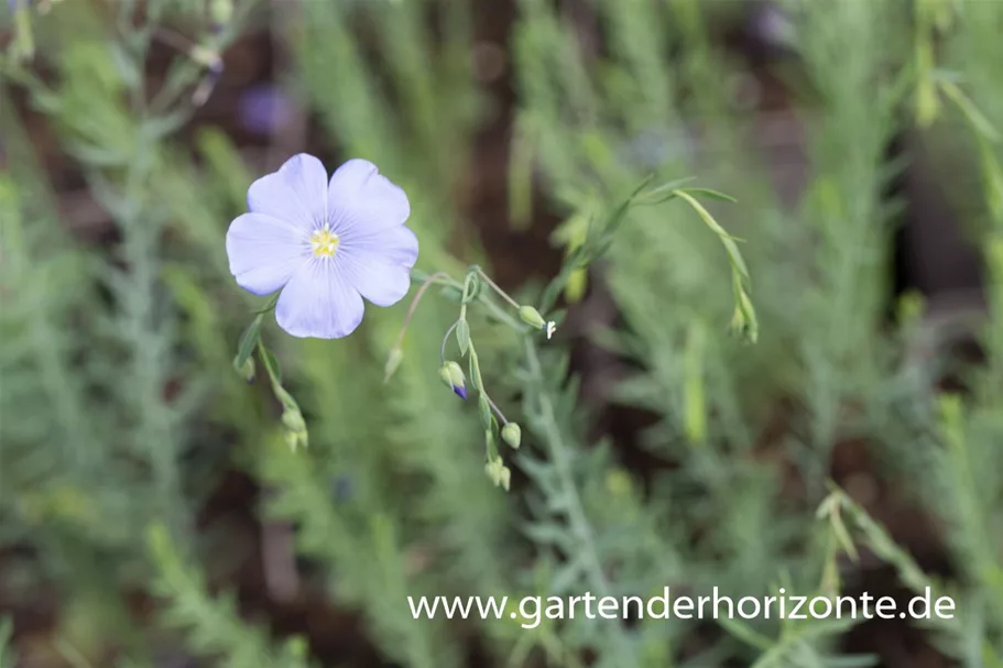 Linum perenne 9 x 9 cm Topf 0,5 Liter 