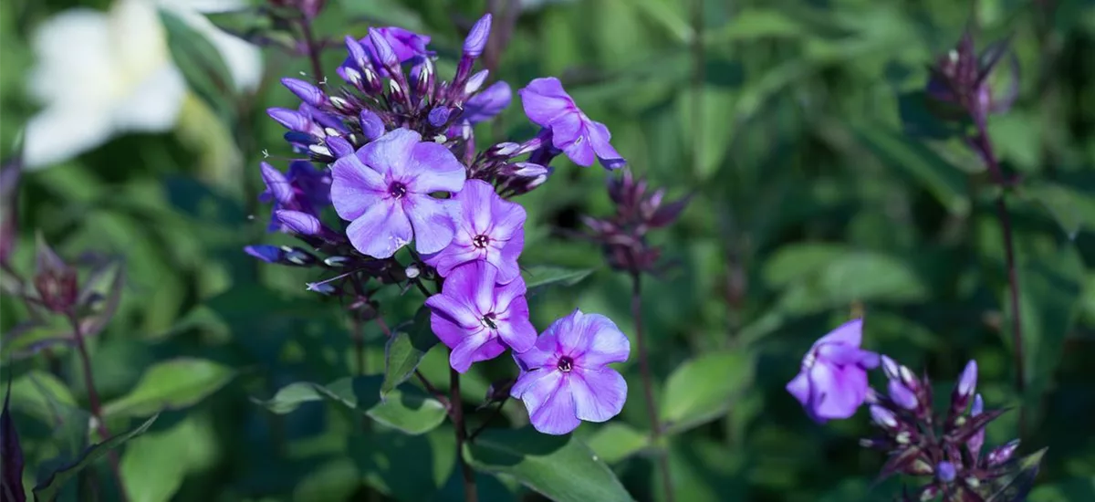 Hohe Flammenblume 'Blue Boy' 1 Liter Topf