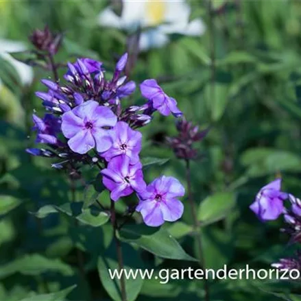 Hohe Flammenblume 'Blue Boy'