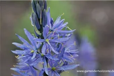 Leichtlins Prärielilie 'Caerulea' 2 Liter Topf