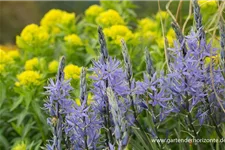 Leichtlins Prärielilie 'Caerulea' 2 Liter Topf