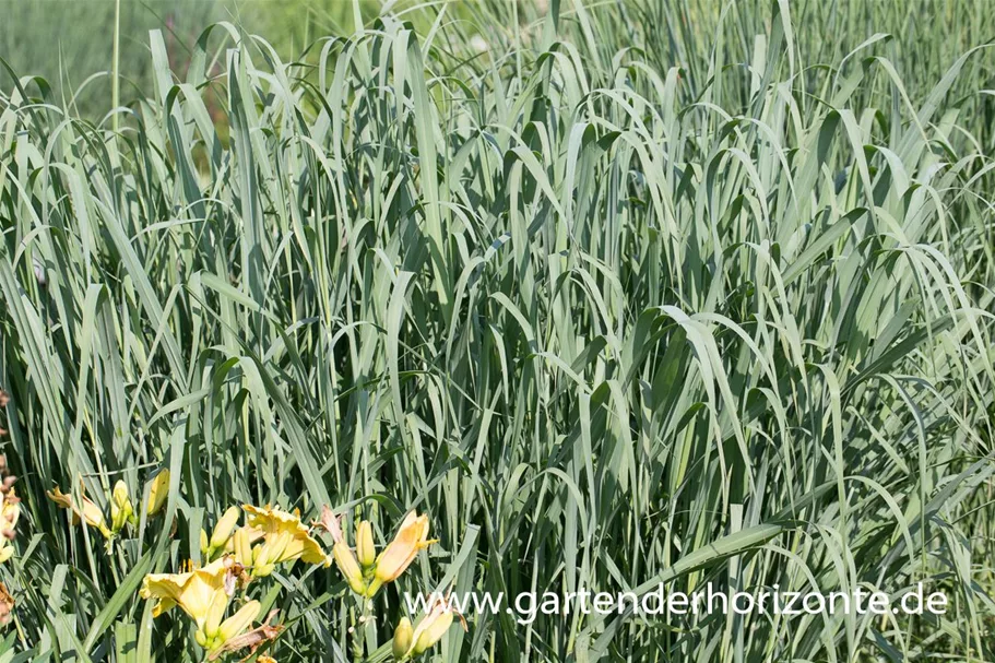 Panicum virgatum 'Dallas Blues' 9 x 9 cm Topf 0,5 Liter 